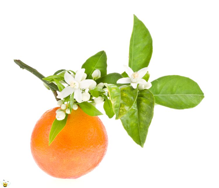 Orange-And-Blossoms